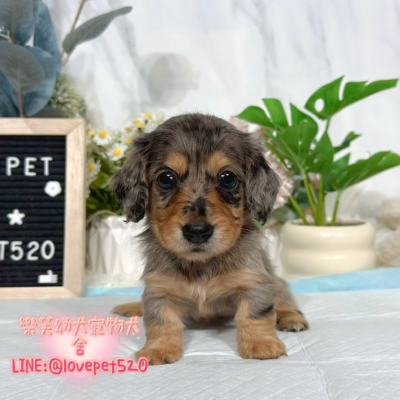 臘腸狗-樂芙幼犬寵物犬舍-台中犬舍,合法犬舍,犬舍推薦,推薦犬舍,買狗推薦,專業犬舍,優良犬舍