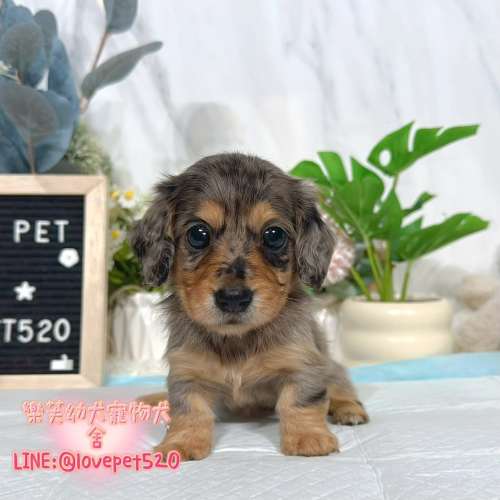 臘腸狗幼犬出售丨樂芙犬舍