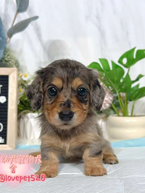 臘腸狗-樂芙幼犬寵物犬舍-台中犬舍,合法犬舍,犬舍推薦,推薦犬舍,買狗推薦,專業犬舍,優良犬舍