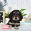 臘腸狗-樂芙幼犬寵物犬舍-台中犬舍,合法犬舍,犬舍推薦,推薦犬舍,買狗推薦,專業犬舍,優良犬舍