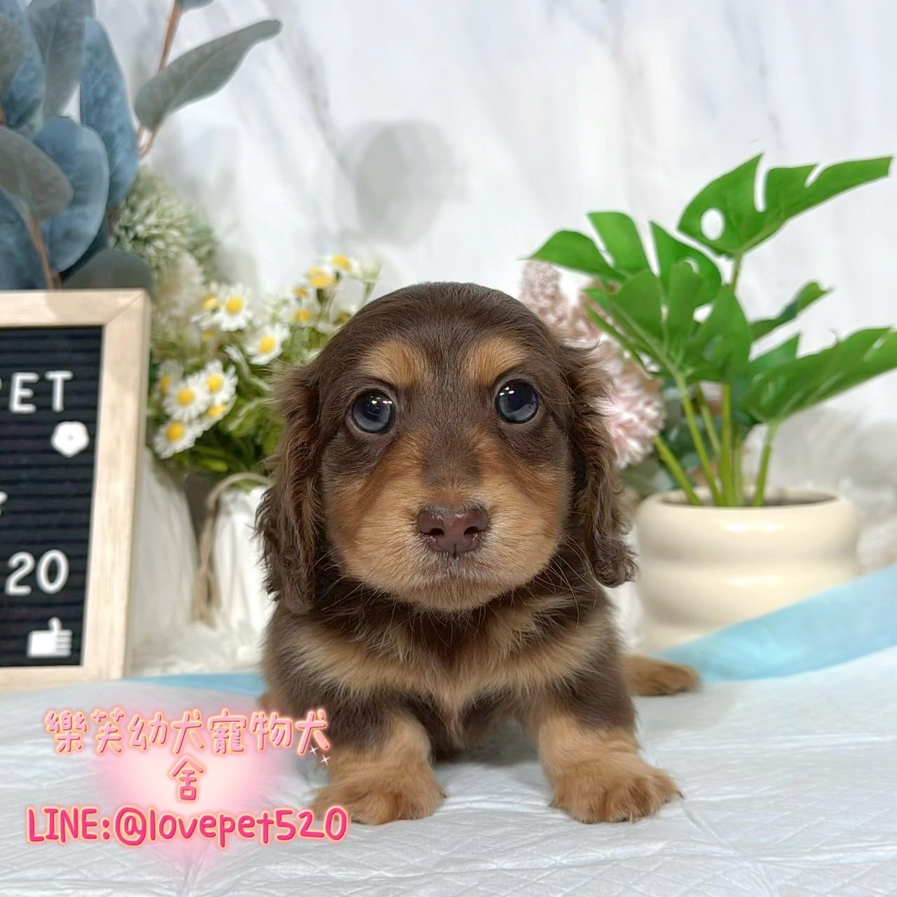 臘腸狗-樂芙幼犬寵物犬舍-台中犬舍,合法犬舍,犬舍推薦,推薦犬舍,買狗推薦,專業犬舍,優良犬舍