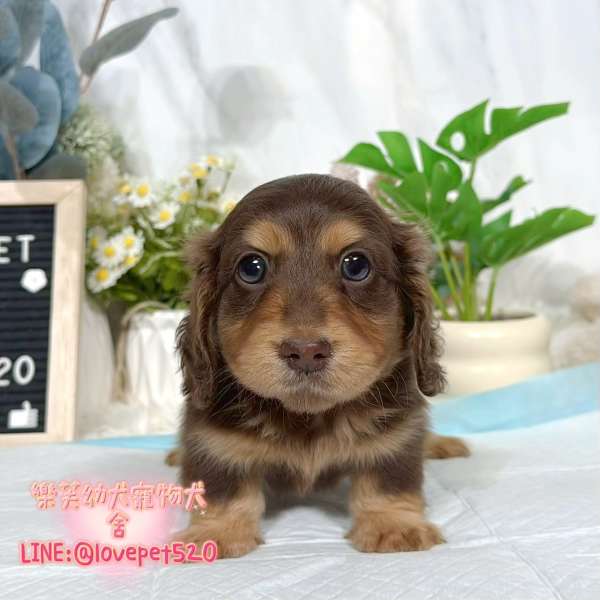 臘腸狗幼犬出售丨樂芙犬舍