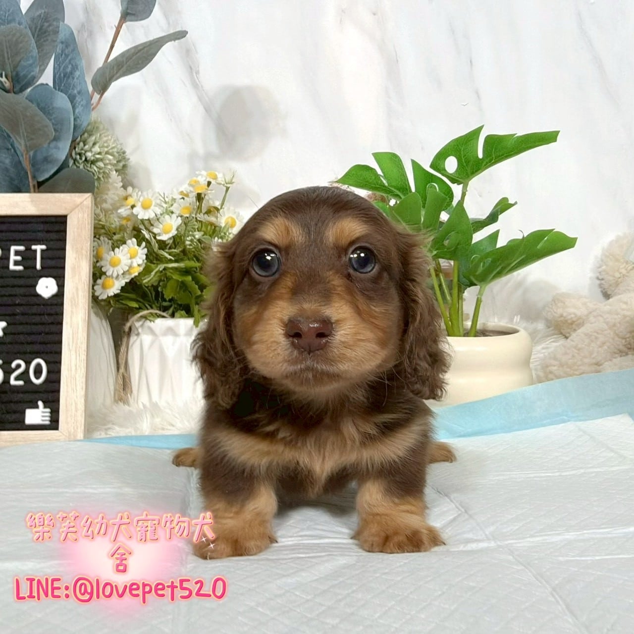 臘腸狗-樂芙幼犬寵物犬舍-台中犬舍,合法犬舍,犬舍推薦,推薦犬舍,買狗推薦,專業犬舍,優良犬舍