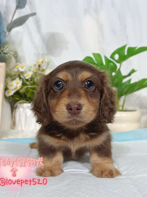 臘腸狗-樂芙幼犬寵物犬舍-台中犬舍,合法犬舍,犬舍推薦,推薦犬舍,買狗推薦,專業犬舍,優良犬舍