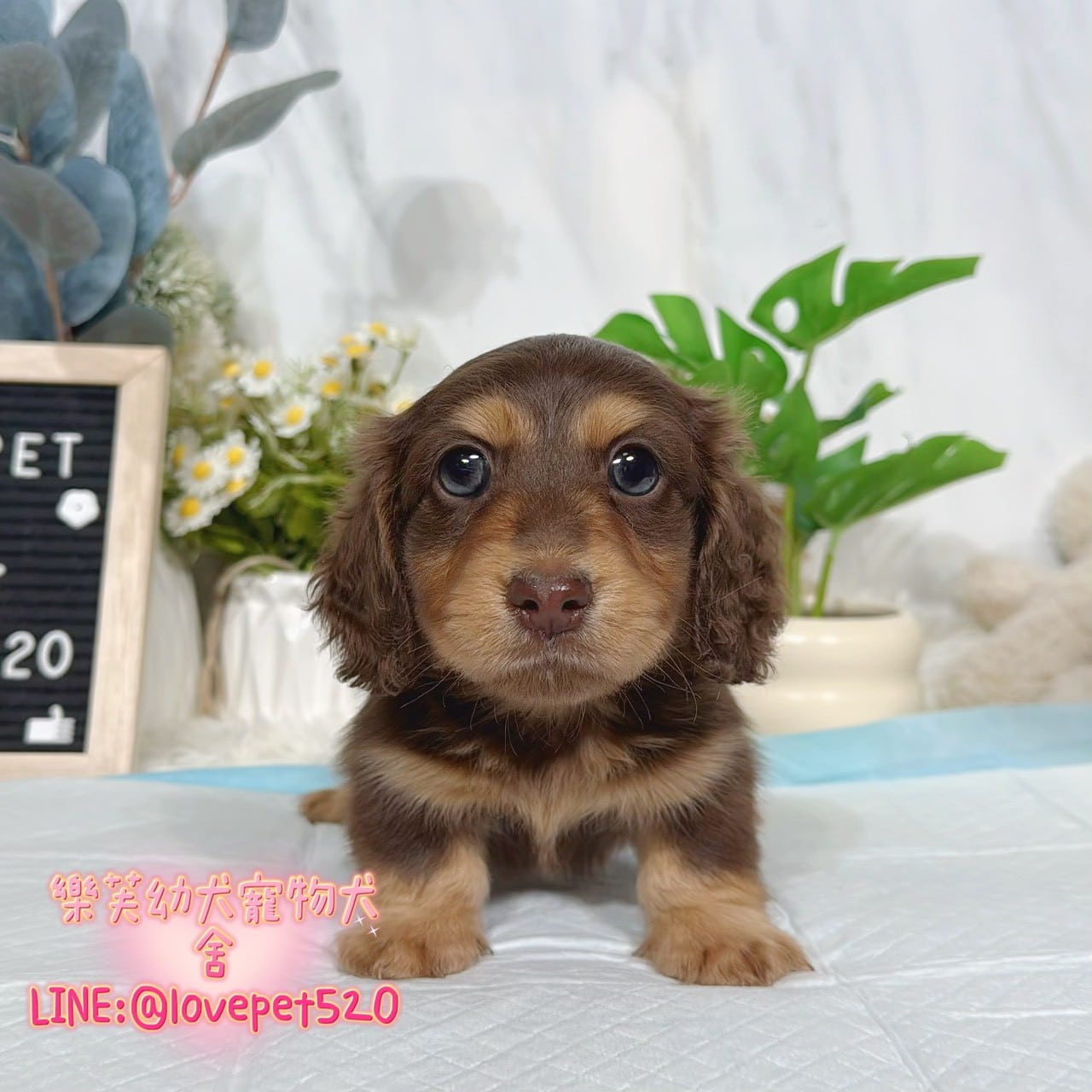 臘腸狗-樂芙幼犬寵物犬舍-台中犬舍,合法犬舍,犬舍推薦,推薦犬舍,買狗推薦,專業犬舍,優良犬舍