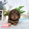 臘腸狗-樂芙幼犬寵物犬舍-台中犬舍,合法犬舍,犬舍推薦,推薦犬舍,買狗推薦,專業犬舍,優良犬舍