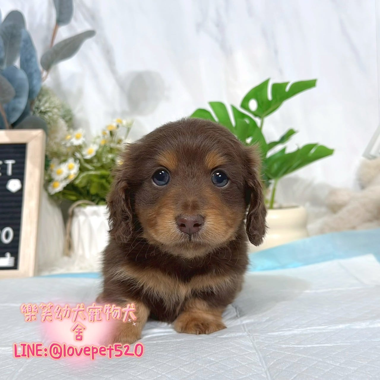 臘腸狗-樂芙幼犬寵物犬舍-台中犬舍,合法犬舍,犬舍推薦,推薦犬舍,買狗推薦,專業犬舍,優良犬舍