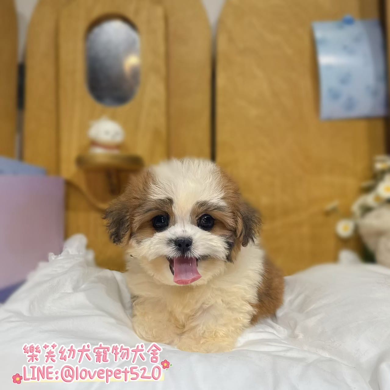 西施犬-樂芙幼犬寵物犬舍-台中犬舍,合法犬舍,犬舍推薦,推薦犬舍,買狗推薦,專業犬舍,優良犬舍