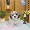 西施犬-樂芙幼犬寵物犬舍-台中犬舍,合法犬舍,犬舍推薦,推薦犬舍,買狗推薦,專業犬舍,優良犬舍 西施犬-樂芙幼犬寵物犬舍-台中犬舍,合法犬舍,犬舍推薦,推薦犬舍,買狗推薦,專業犬舍,優良犬舍