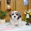 西施犬-樂芙幼犬寵物犬舍-台中犬舍,合法犬舍,犬舍推薦,推薦犬舍,買狗推薦,專業犬舍,優良犬舍 西施犬-樂芙幼犬寵物犬舍-台中犬舍,合法犬舍,犬舍推薦,推薦犬舍,買狗推薦,專業犬舍,優良犬舍
