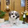 西施犬-樂芙幼犬寵物犬舍-台中犬舍,合法犬舍,犬舍推薦,推薦犬舍,買狗推薦,專業犬舍,優良犬舍 西施犬-樂芙幼犬寵物犬舍-台中犬舍,合法犬舍,犬舍推薦,推薦犬舍,買狗推薦,專業犬舍,優良犬舍
