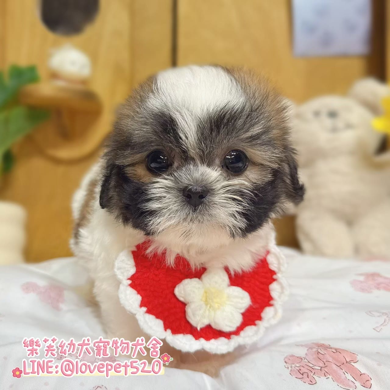 西施犬-樂芙幼犬寵物犬舍-台中犬舍,合法犬舍,犬舍推薦,推薦犬舍,買狗推薦,專業犬舍,優良犬舍