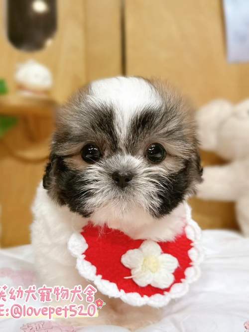 西施犬-樂芙幼犬寵物犬舍-台中犬舍,合法犬舍,犬舍推薦,推薦犬舍,買狗推薦,專業犬舍,優良犬舍