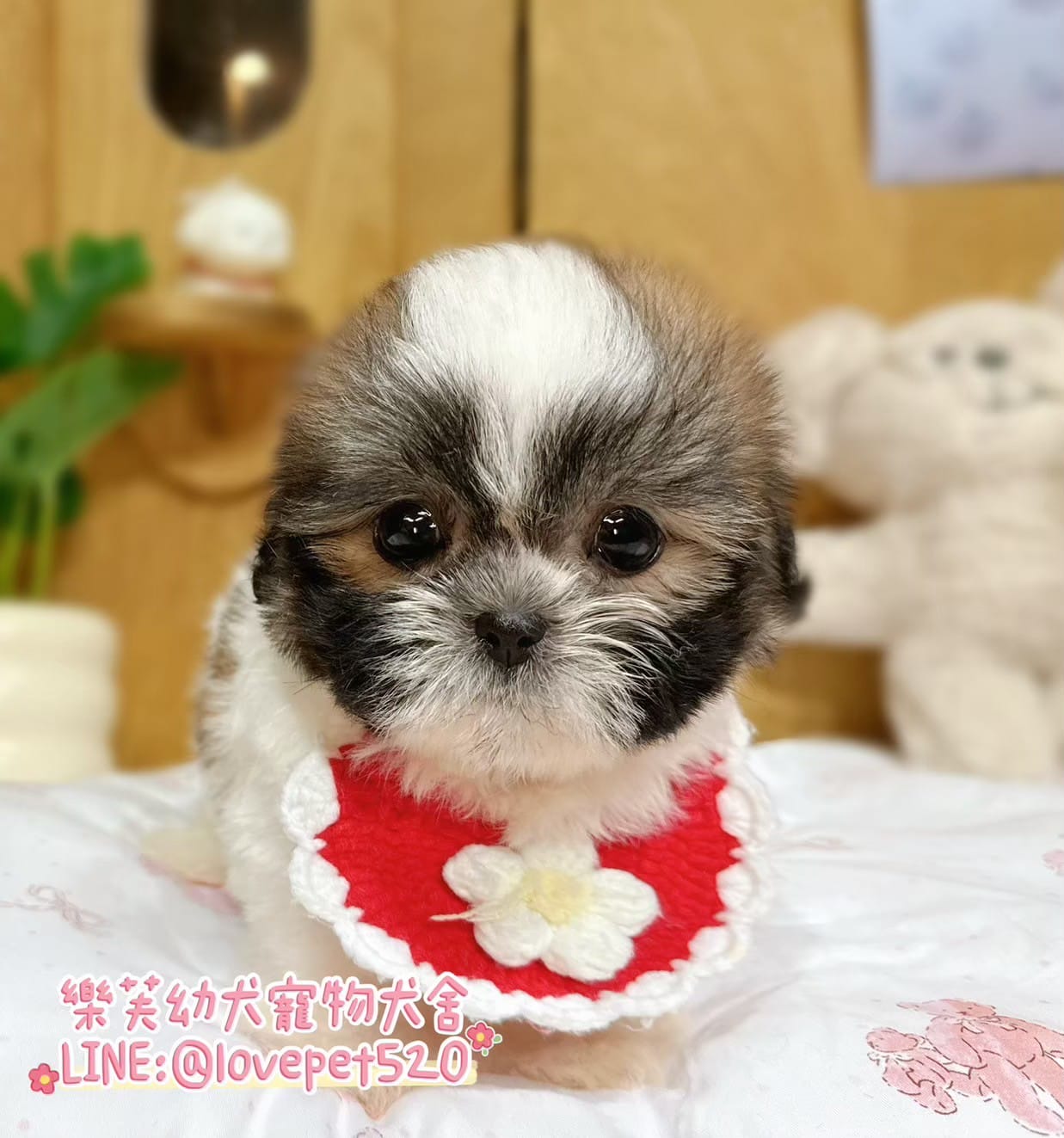 西施犬-樂芙幼犬寵物犬舍-台中犬舍,合法犬舍,犬舍推薦,推薦犬舍,買狗推薦,專業犬舍,優良犬舍