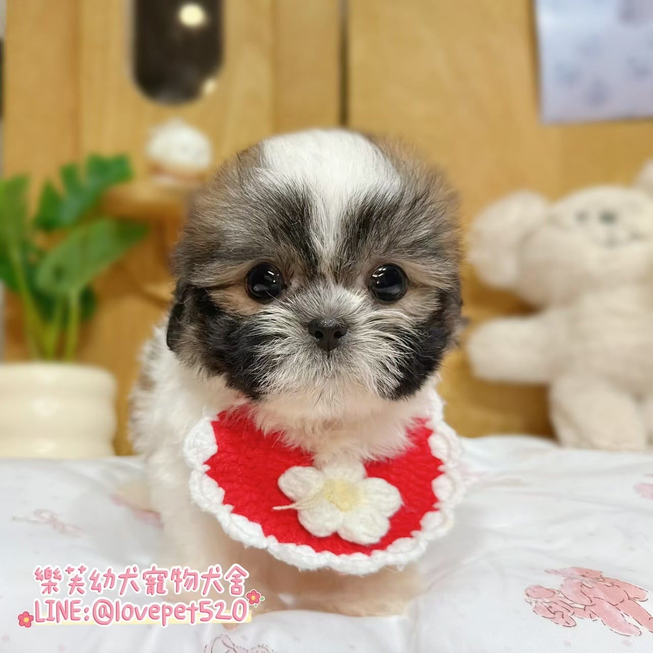 西施犬-樂芙幼犬寵物犬舍-台中犬舍,合法犬舍,犬舍推薦,推薦犬舍,買狗推薦,專業犬舍,優良犬舍