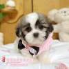 西施犬-樂芙幼犬寵物犬舍-台中犬舍,合法犬舍,犬舍推薦,推薦犬舍,買狗推薦,專業犬舍,優良犬舍
