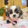 西施犬-樂芙幼犬寵物犬舍-台中犬舍,合法犬舍,犬舍推薦,推薦犬舍,買狗推薦,專業犬舍,優良犬舍