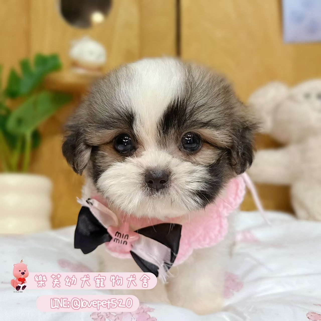 西施犬-樂芙幼犬寵物犬舍-台中犬舍,合法犬舍,犬舍推薦,推薦犬舍,買狗推薦,專業犬舍,優良犬舍