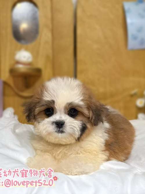 西施犬-樂芙幼犬寵物犬舍-台中犬舍,合法犬舍,犬舍推薦,推薦犬舍,買狗推薦,專業犬舍,優良犬舍
