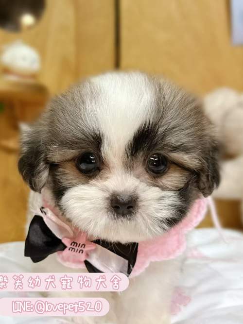 西施犬-樂芙幼犬寵物犬舍-台中犬舍,合法犬舍,犬舍推薦,推薦犬舍,買狗推薦,專業犬舍,優良犬舍