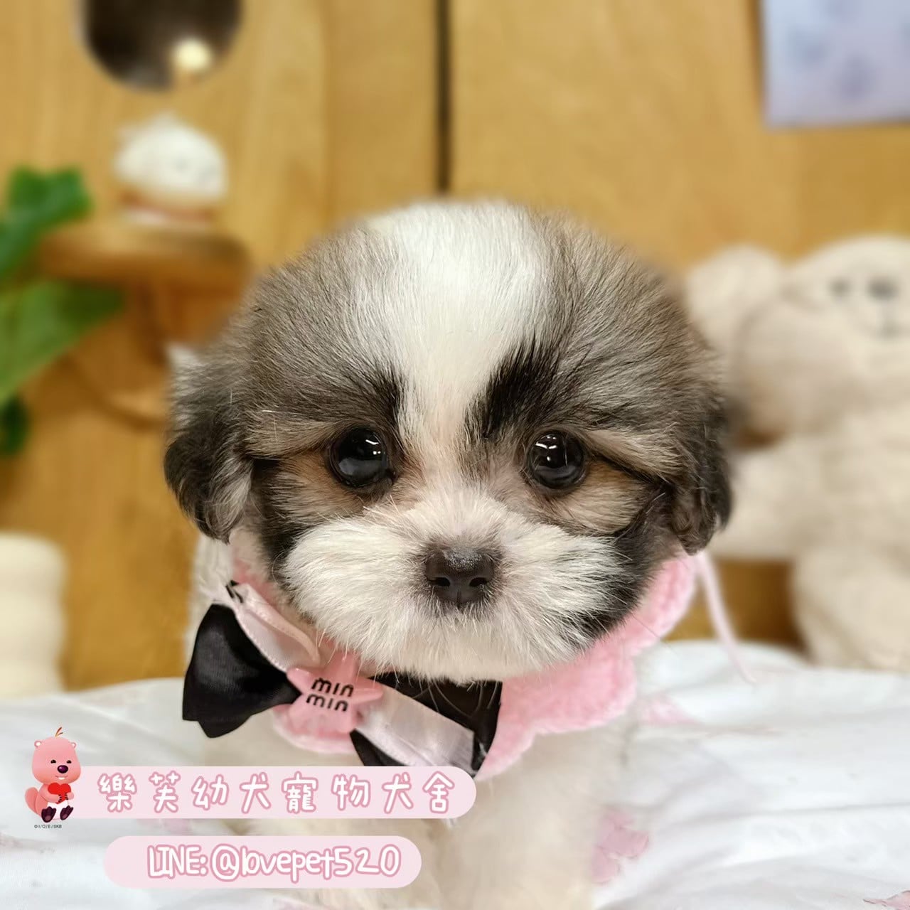 西施犬-樂芙幼犬寵物犬舍-台中犬舍,合法犬舍,犬舍推薦,推薦犬舍,買狗推薦,專業犬舍,優良犬舍