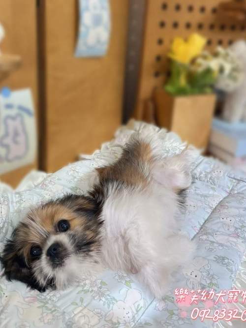 西施犬-樂芙幼犬寵物犬舍-台中犬舍,合法犬舍,犬舍推薦,推薦犬舍,買狗推薦,專業犬舍,優良犬舍