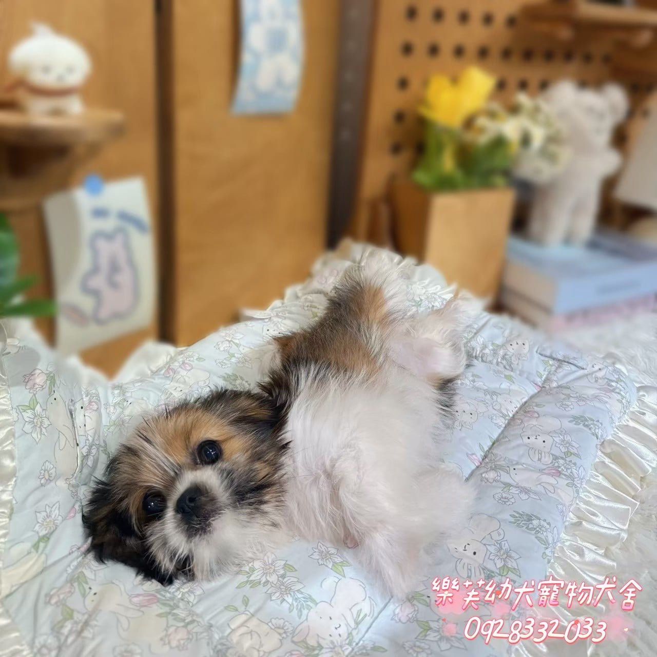 西施犬-樂芙幼犬寵物犬舍-台中犬舍,合法犬舍,犬舍推薦,推薦犬舍,買狗推薦,專業犬舍,優良犬舍