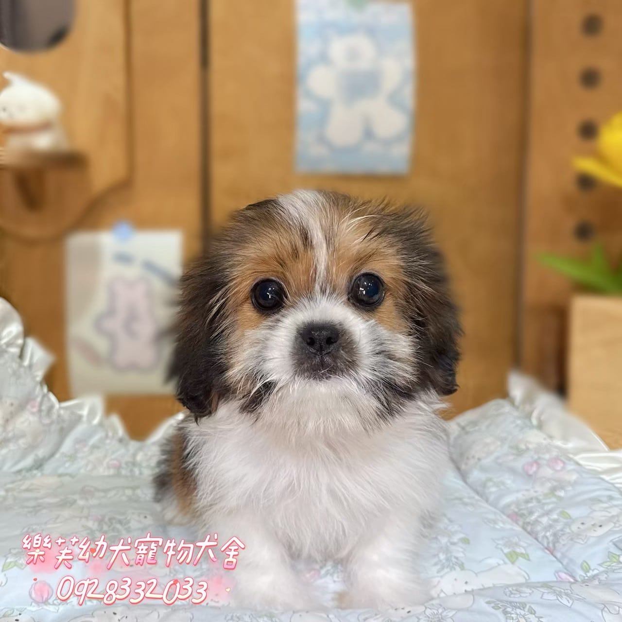西施犬-樂芙幼犬寵物犬舍-台中犬舍,合法犬舍,犬舍推薦,推薦犬舍,買狗推薦,專業犬舍,優良犬舍