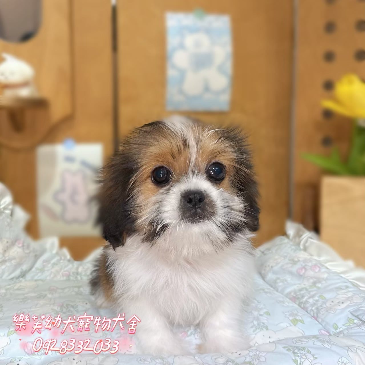 西施犬-樂芙幼犬寵物犬舍-台中犬舍,合法犬舍,犬舍推薦,推薦犬舍,買狗推薦,專業犬舍,優良犬舍