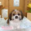 西施犬-樂芙幼犬寵物犬舍-台中犬舍,合法犬舍,犬舍推薦,推薦犬舍,買狗推薦,專業犬舍,優良犬舍