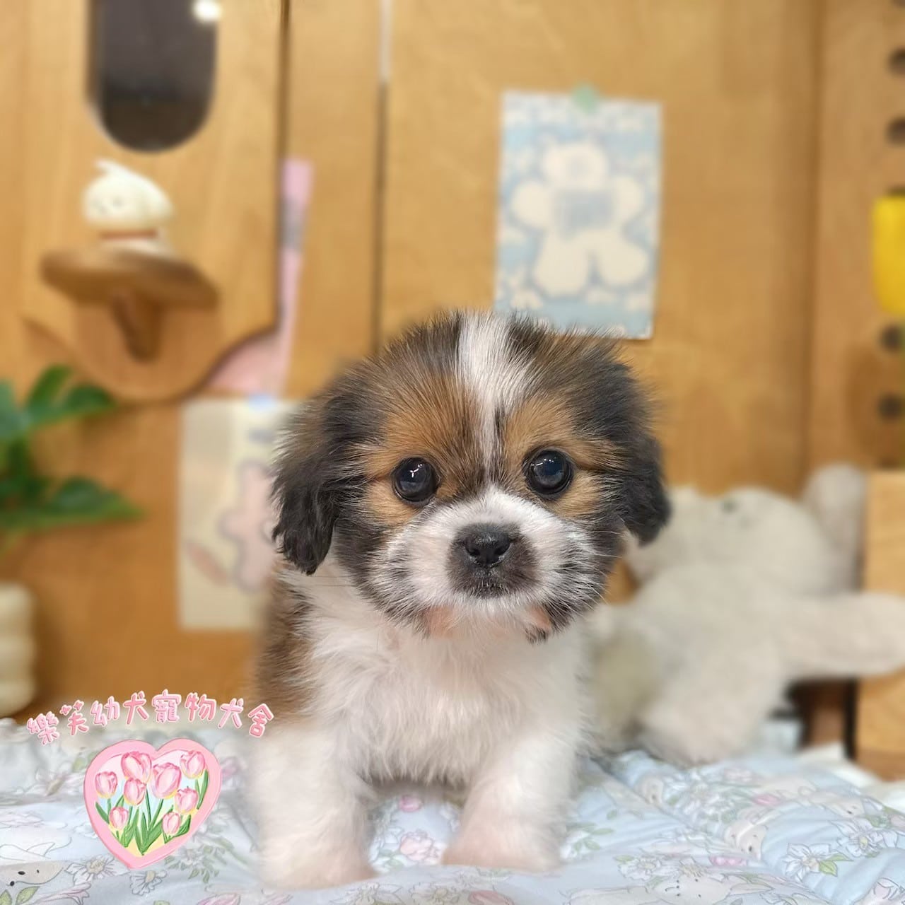 西施犬-樂芙幼犬寵物犬舍-台中犬舍,合法犬舍,犬舍推薦,推薦犬舍,買狗推薦,專業犬舍,優良犬舍