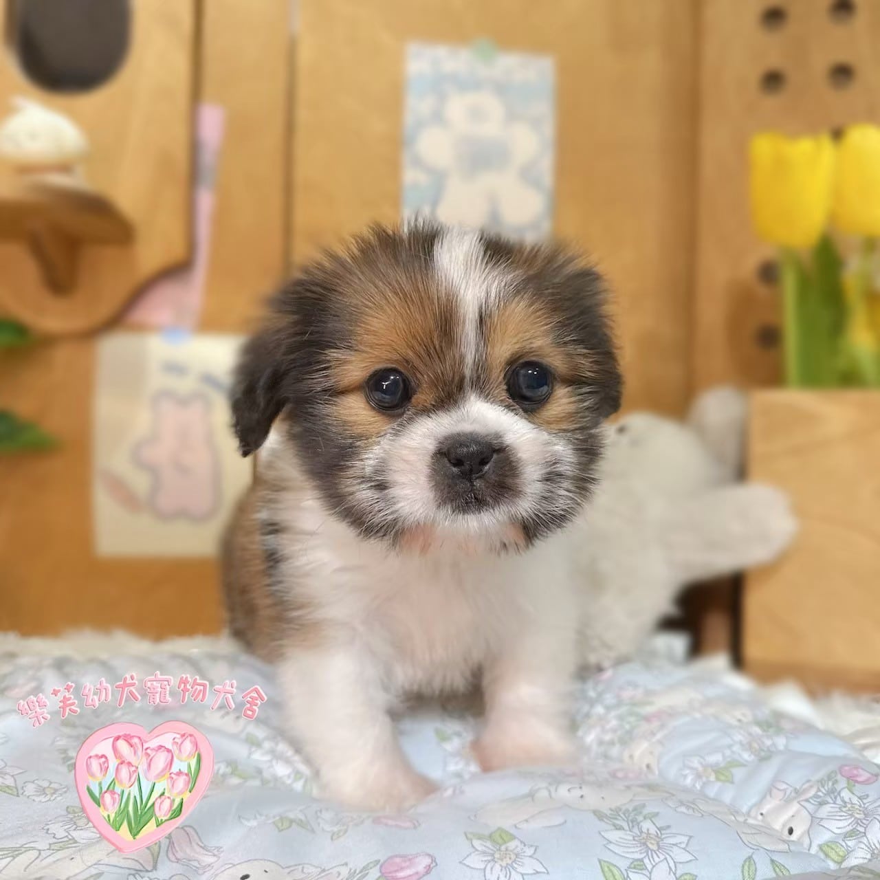 西施犬-樂芙幼犬寵物犬舍-台中犬舍,合法犬舍,犬舍推薦,推薦犬舍,買狗推薦,專業犬舍,優良犬舍