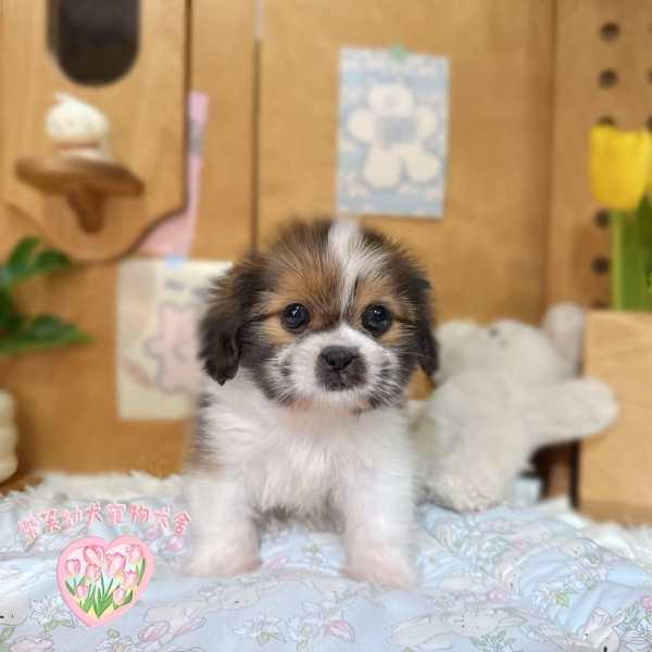 西施犬-樂芙幼犬寵物犬舍-台中犬舍,合法犬舍,犬舍推薦,幼犬買賣,買狗推薦