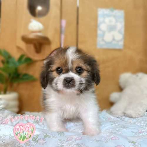 西施幼犬-樂芙犬舍