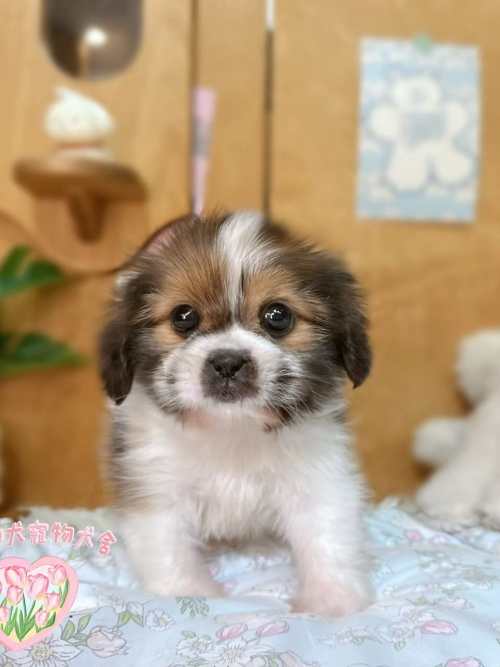 西施犬-樂芙幼犬寵物犬舍-台中犬舍,合法犬舍,犬舍推薦,推薦犬舍,買狗推薦,專業犬舍,優良犬舍
