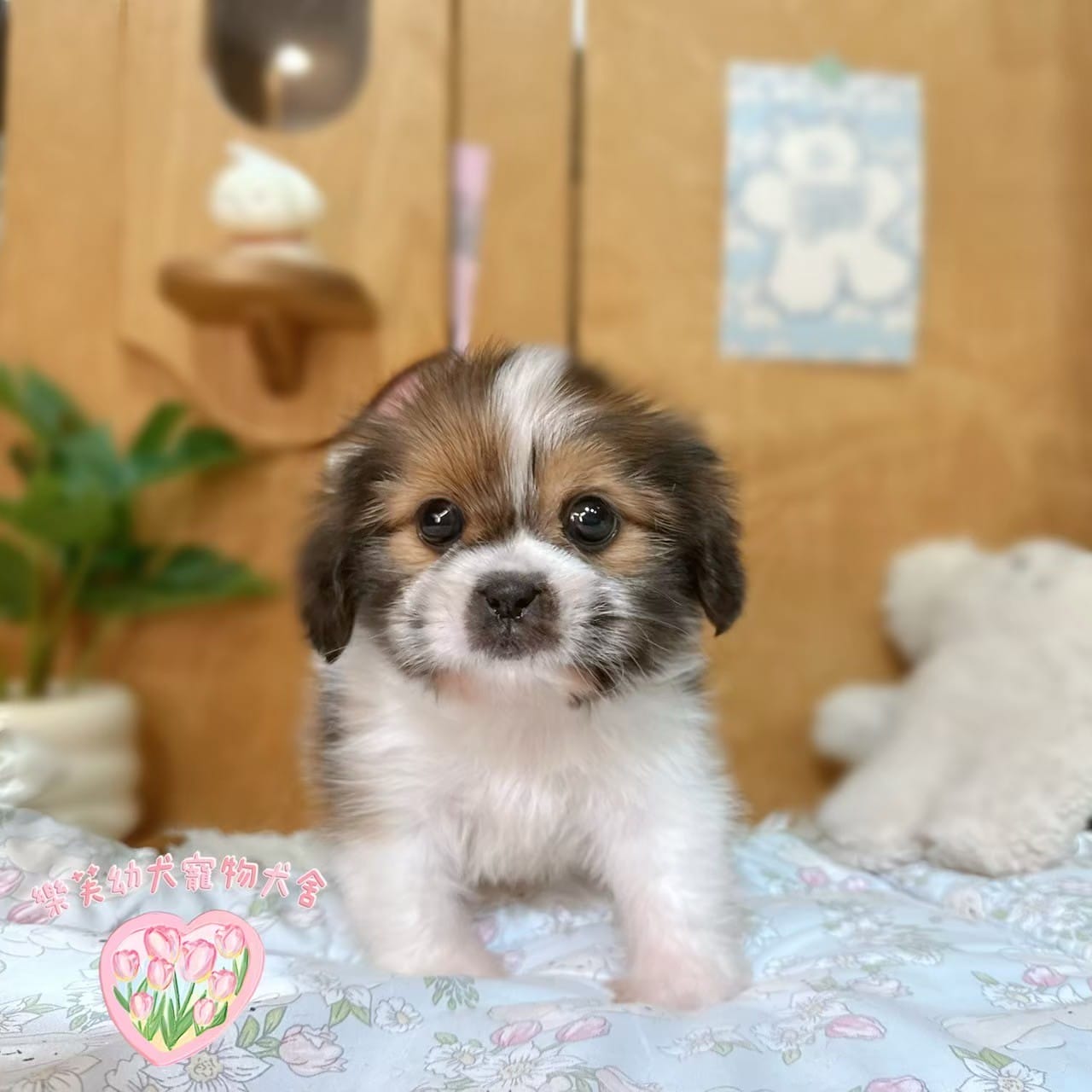 西施犬-樂芙幼犬寵物犬舍-台中犬舍,合法犬舍,犬舍推薦,推薦犬舍,買狗推薦,專業犬舍,優良犬舍