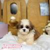 西施犬-樂芙幼犬寵物犬舍-台中犬舍,合法犬舍,犬舍推薦,推薦犬舍,買狗推薦,專業犬舍,優良犬舍
