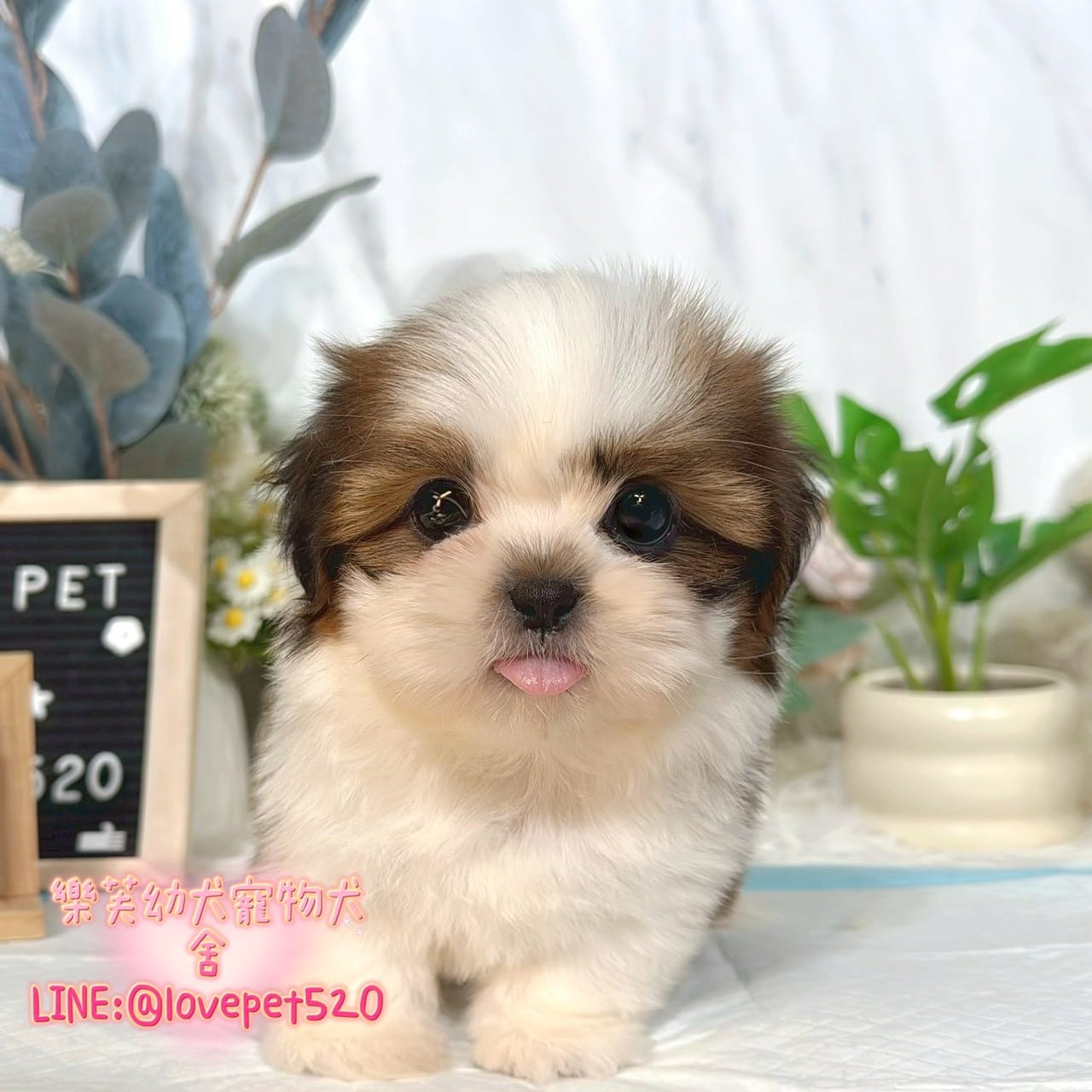 西施犬-樂芙幼犬寵物犬舍-台中犬舍,合法犬舍,犬舍推薦,推薦犬舍,買狗推薦,專業犬舍,優良犬舍