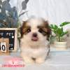西施犬-樂芙幼犬寵物犬舍-台中犬舍,合法犬舍,犬舍推薦,推薦犬舍,買狗推薦,專業犬舍,優良犬舍 西施犬-樂芙幼犬寵物犬舍-台中犬舍,合法犬舍,犬舍推薦,推薦犬舍,買狗推薦,專業犬舍,優良犬舍