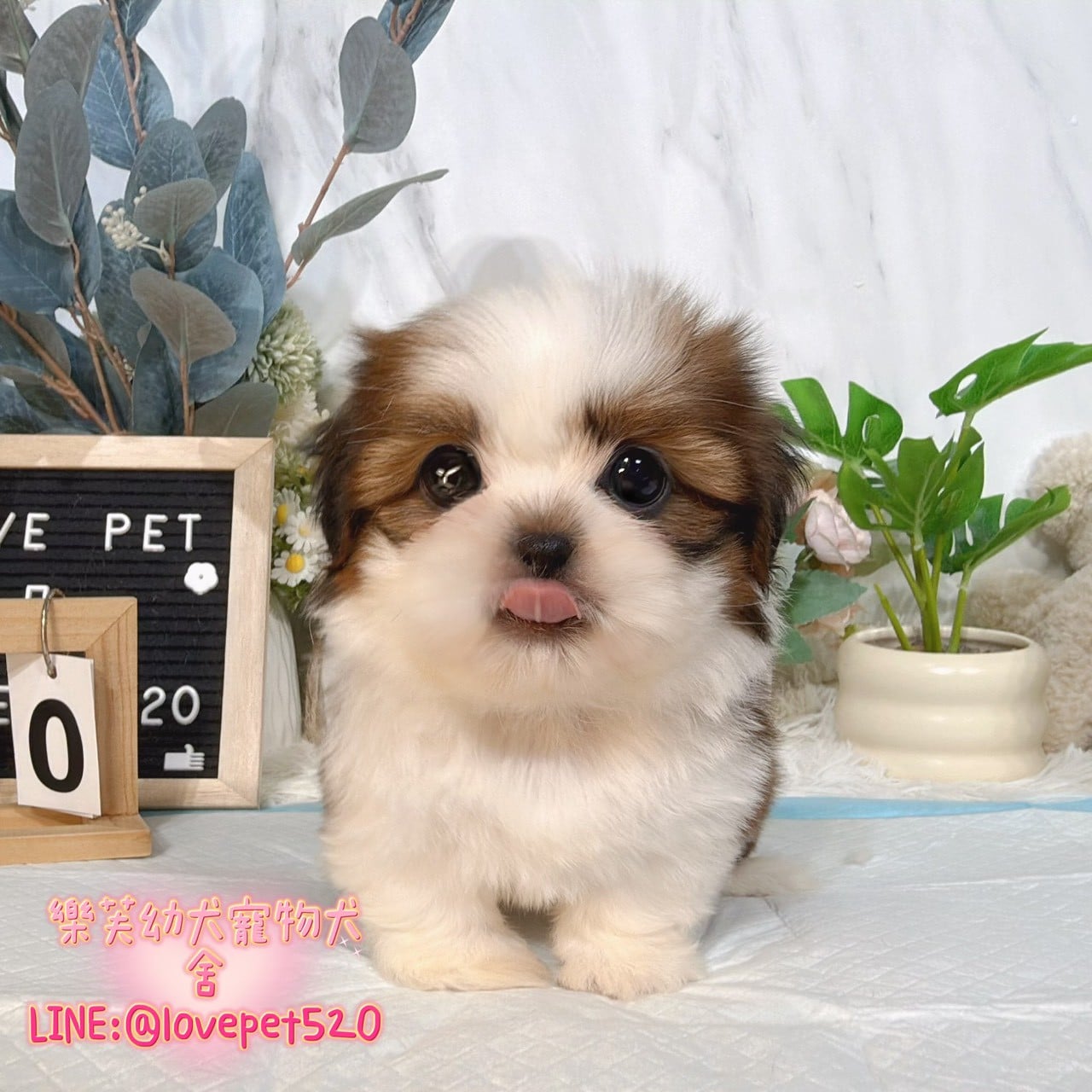 西施犬-樂芙幼犬寵物犬舍-台中犬舍,合法犬舍,犬舍推薦,推薦犬舍,買狗推薦,專業犬舍,優良犬舍