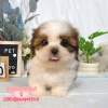 西施犬-樂芙幼犬寵物犬舍-台中犬舍,合法犬舍,犬舍推薦,推薦犬舍,買狗推薦,專業犬舍,優良犬舍 西施犬-樂芙幼犬寵物犬舍-台中犬舍,合法犬舍,犬舍推薦,推薦犬舍,買狗推薦,專業犬舍,優良犬舍