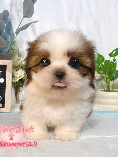 西施犬-樂芙幼犬寵物犬舍-台中犬舍,合法犬舍,犬舍推薦,推薦犬舍,買狗推薦,專業犬舍,優良犬舍