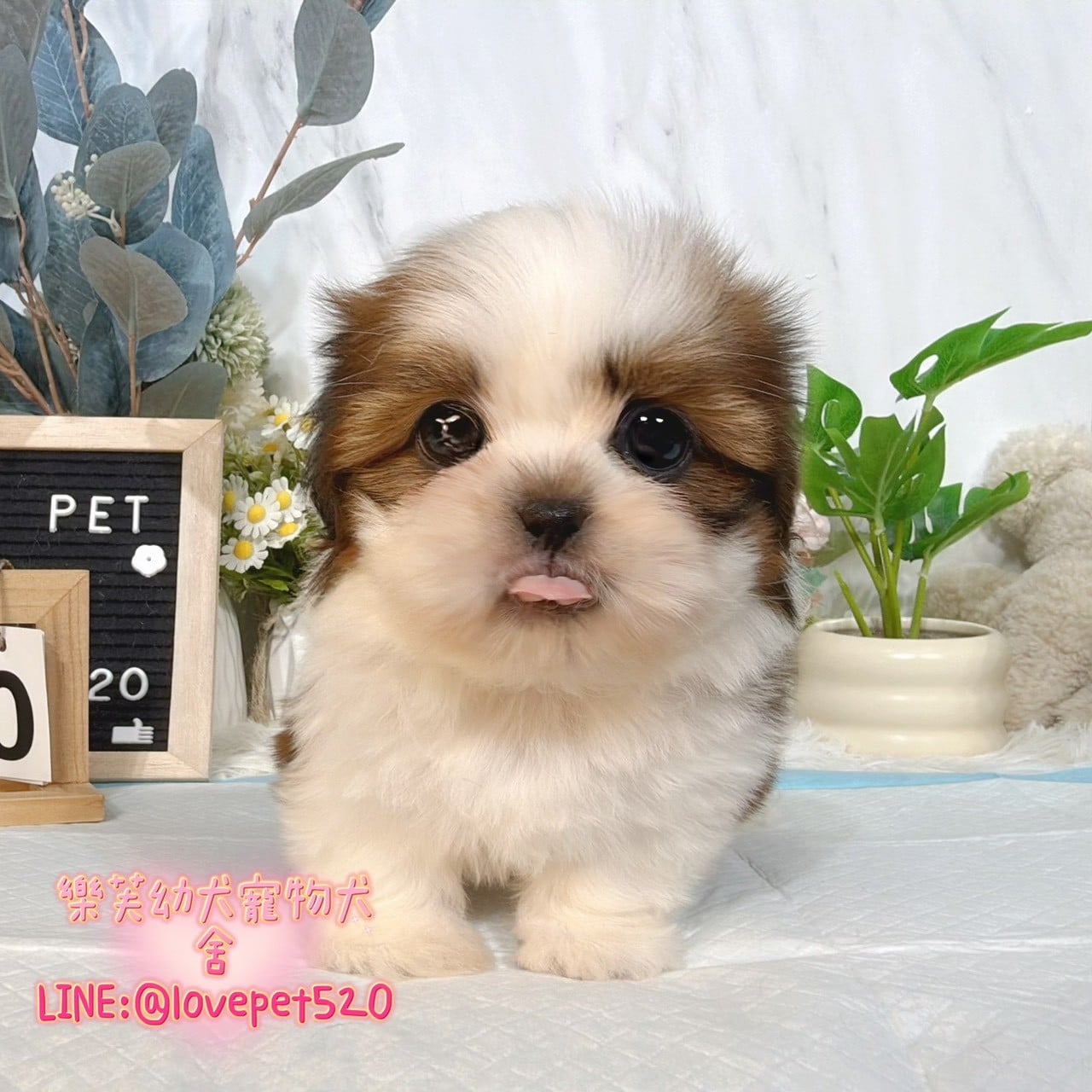 西施犬-樂芙幼犬寵物犬舍-台中犬舍,合法犬舍,犬舍推薦,推薦犬舍,買狗推薦,專業犬舍,優良犬舍