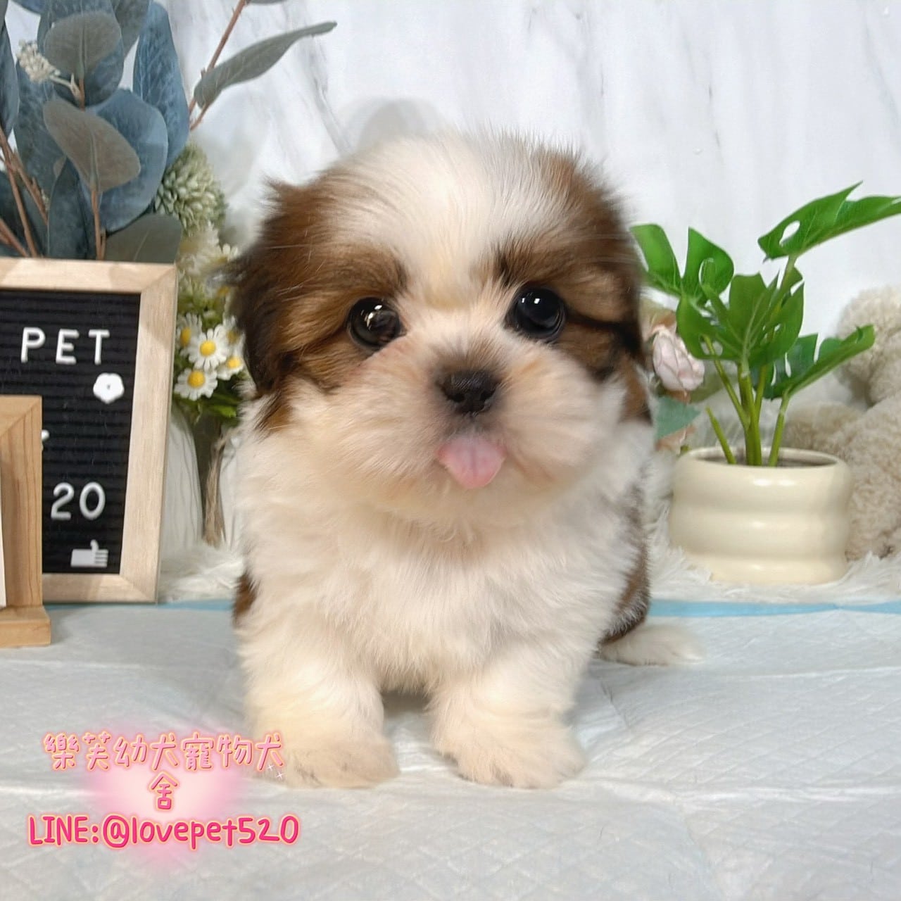 西施犬-樂芙幼犬寵物犬舍-台中犬舍,合法犬舍,犬舍推薦,推薦犬舍,買狗推薦,專業犬舍,優良犬舍