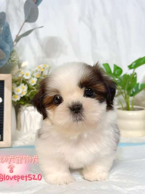 西施犬-樂芙幼犬寵物犬舍-台中犬舍,合法犬舍,犬舍推薦,推薦犬舍,買狗推薦,專業犬舍,優良犬舍