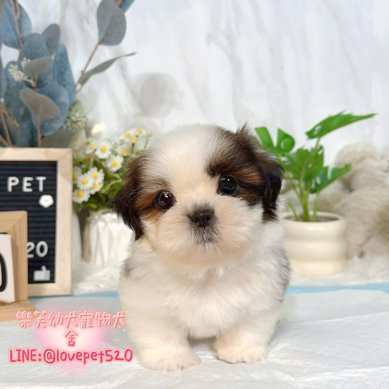西施犬-樂芙幼犬寵物犬舍-台中犬舍,合法犬舍,犬舍推薦,推薦犬舍,買狗推薦,專業犬舍,優良犬舍