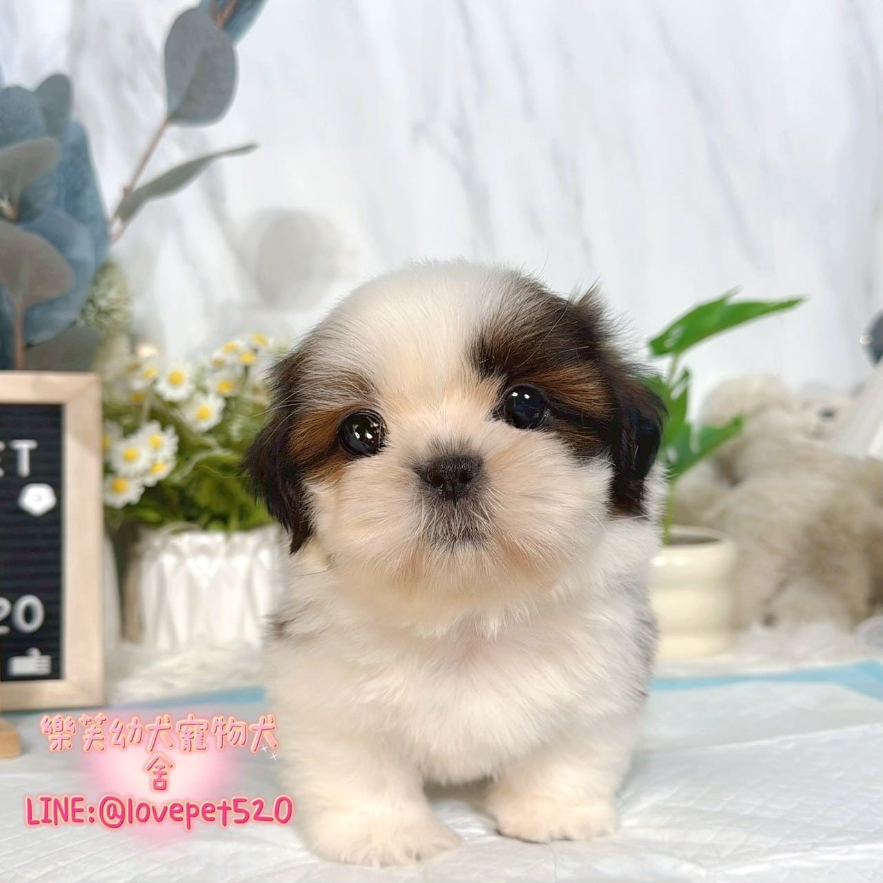 西施犬-樂芙幼犬寵物犬舍-台中犬舍,合法犬舍,犬舍推薦,推薦犬舍,買狗推薦,專業犬舍,優良犬舍