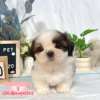 西施犬-樂芙幼犬寵物犬舍-台中犬舍,合法犬舍,犬舍推薦,推薦犬舍,買狗推薦,專業犬舍,優良犬舍 西施犬-樂芙幼犬寵物犬舍-台中犬舍,合法犬舍,犬舍推薦,推薦犬舍,買狗推薦,專業犬舍,優良犬舍