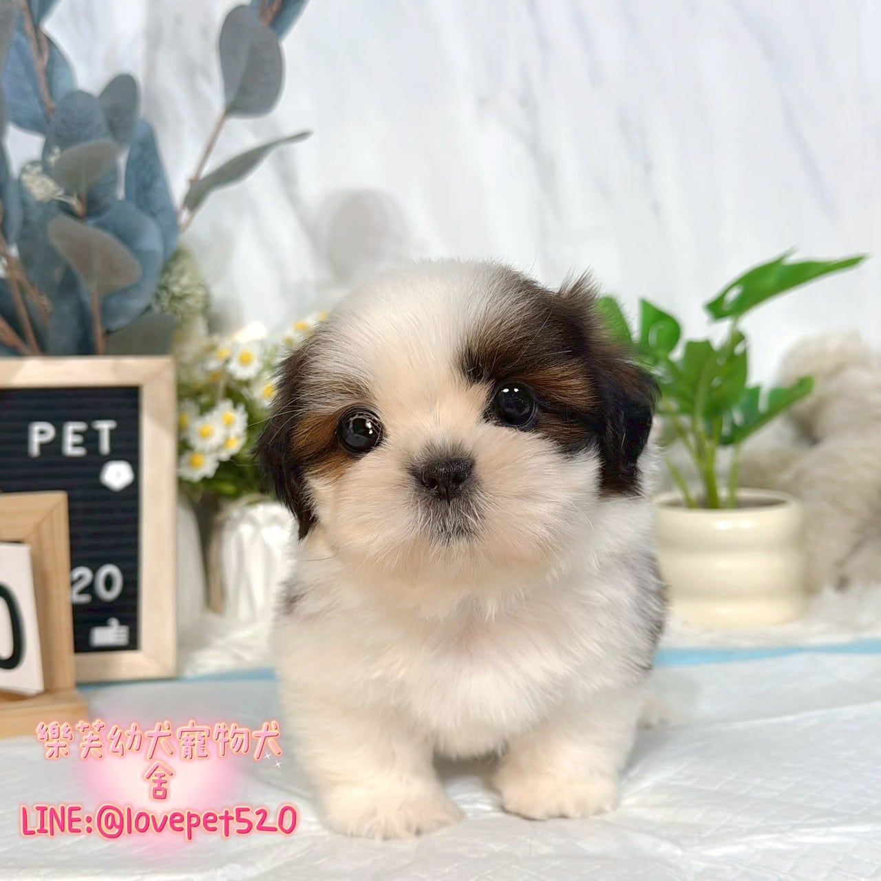 西施犬-樂芙幼犬寵物犬舍-台中犬舍,合法犬舍,犬舍推薦,推薦犬舍,買狗推薦,專業犬舍,優良犬舍
