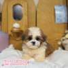 西施犬-樂芙幼犬寵物犬舍-台中犬舍,合法犬舍,犬舍推薦,推薦犬舍,買狗推薦,專業犬舍,優良犬舍